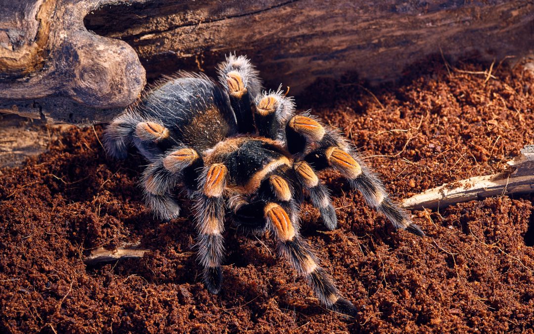 Brachypelma smithi