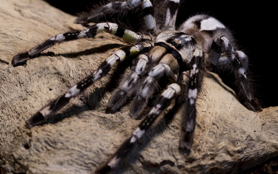 Poecilotheria regalis