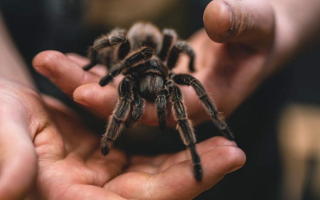 10 legjobb faj kézbevételre