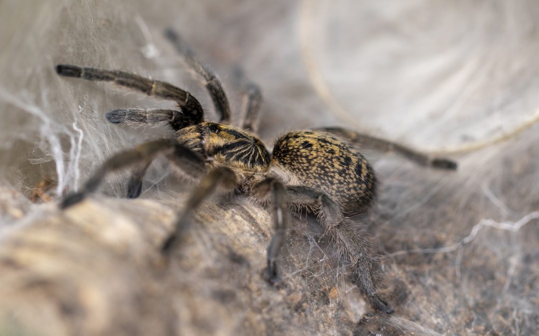 Pterinochilus murinus