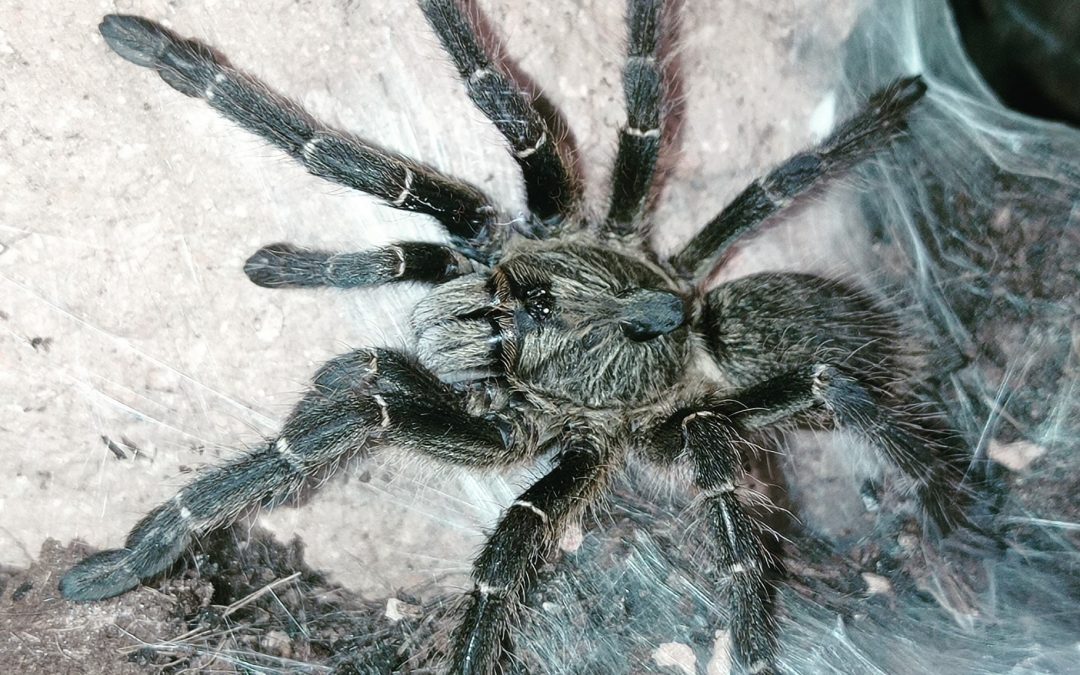 Ceratogyrus darlingi