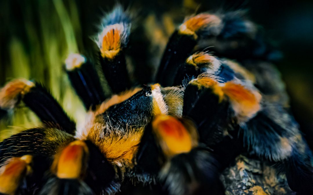 10 legjobb újvilági tarantula