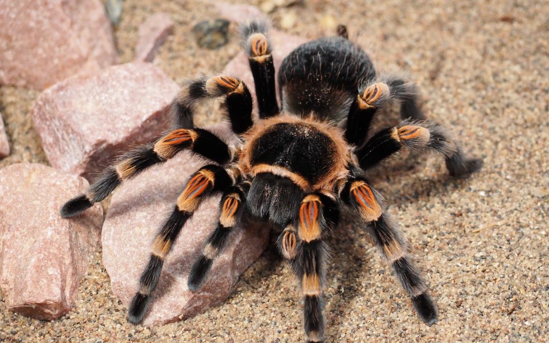 Brachypelma hamorii