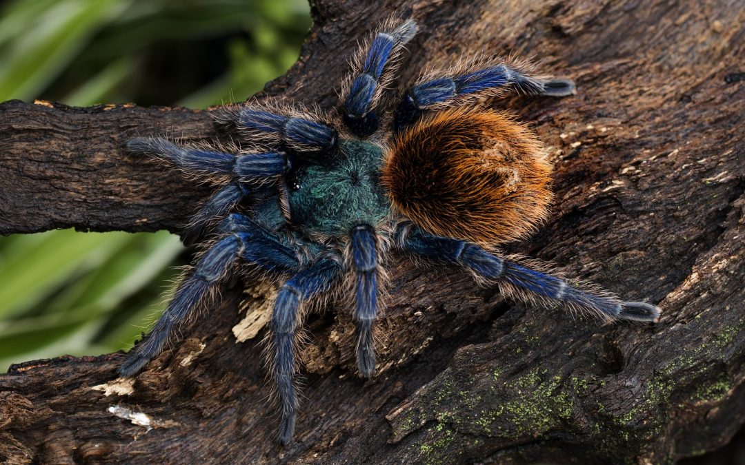 Chromatopelma cyaneopubescens