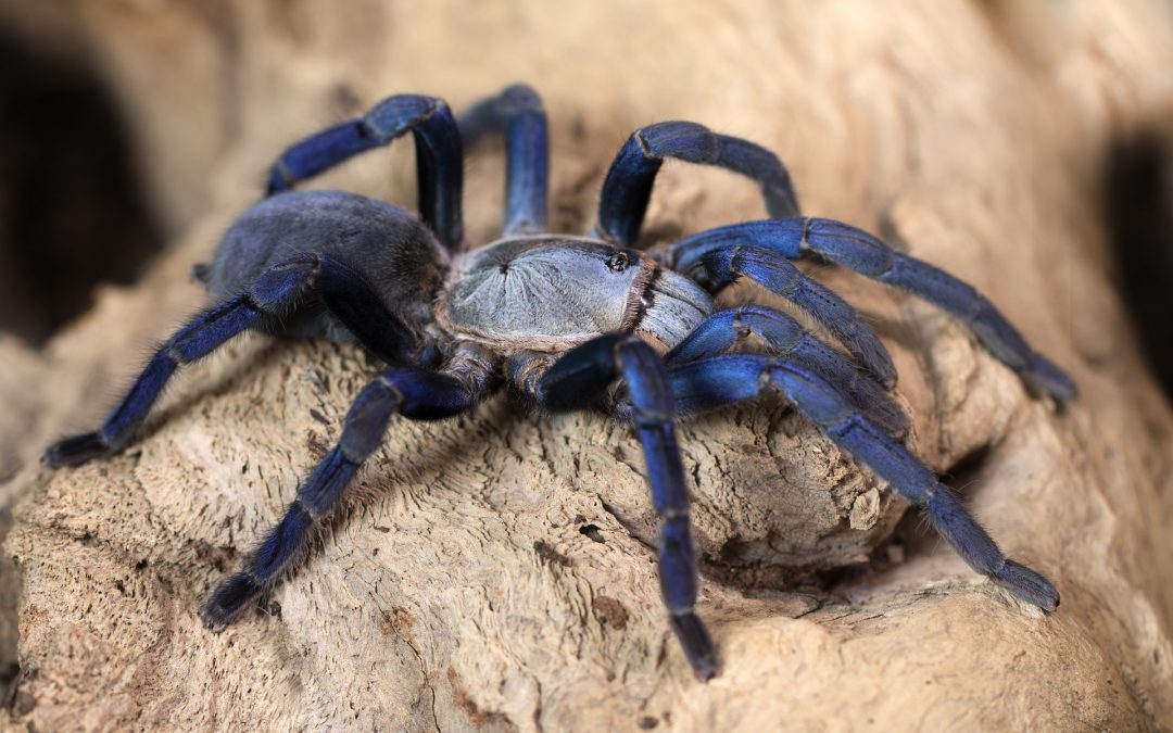 10 legdefenzívebb tarantula