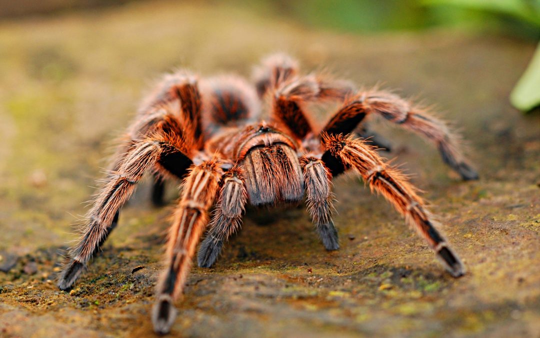Grammostola rosea