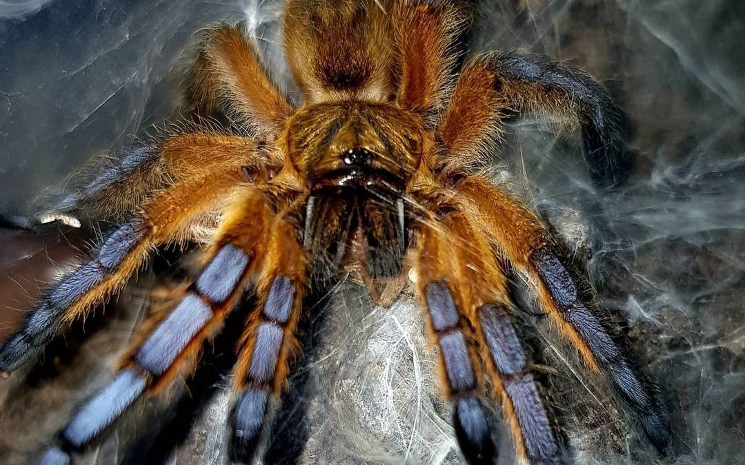 Harpactira pulchripes