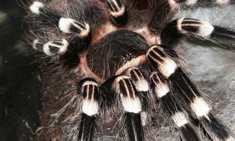 Acanthoscurria geniculata