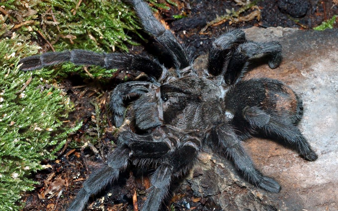 Grammostola pulchra
