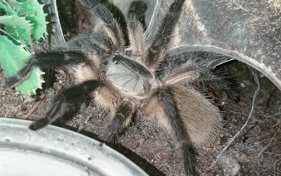 Monocentropus balfouri