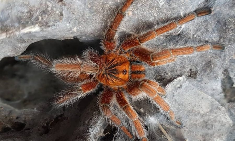 Harpactira cafreriana