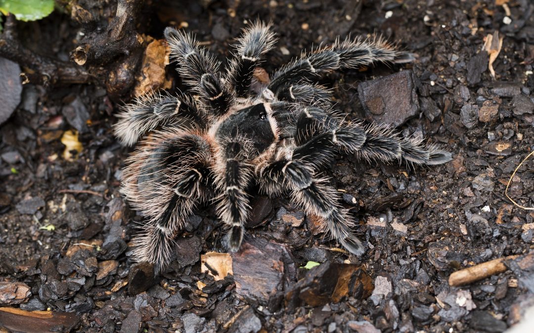 Lasiodora parahybana