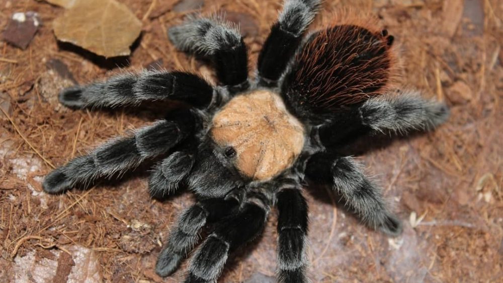 Brachypelma albiceps