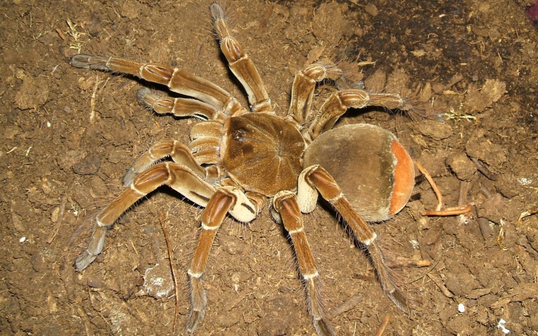 Theraphosa stirmi/blondi/apophysis