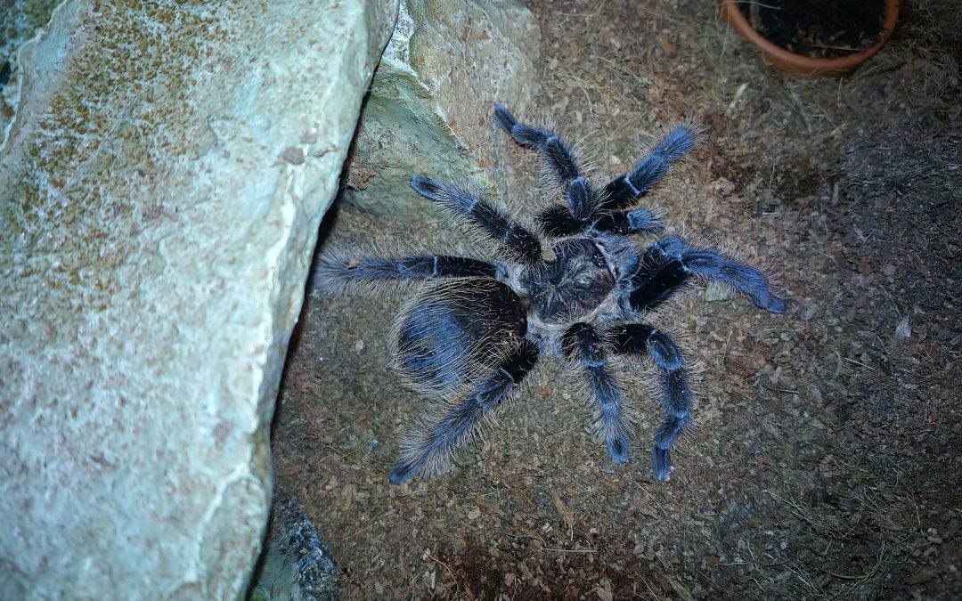 Tliltocatl albopilosus