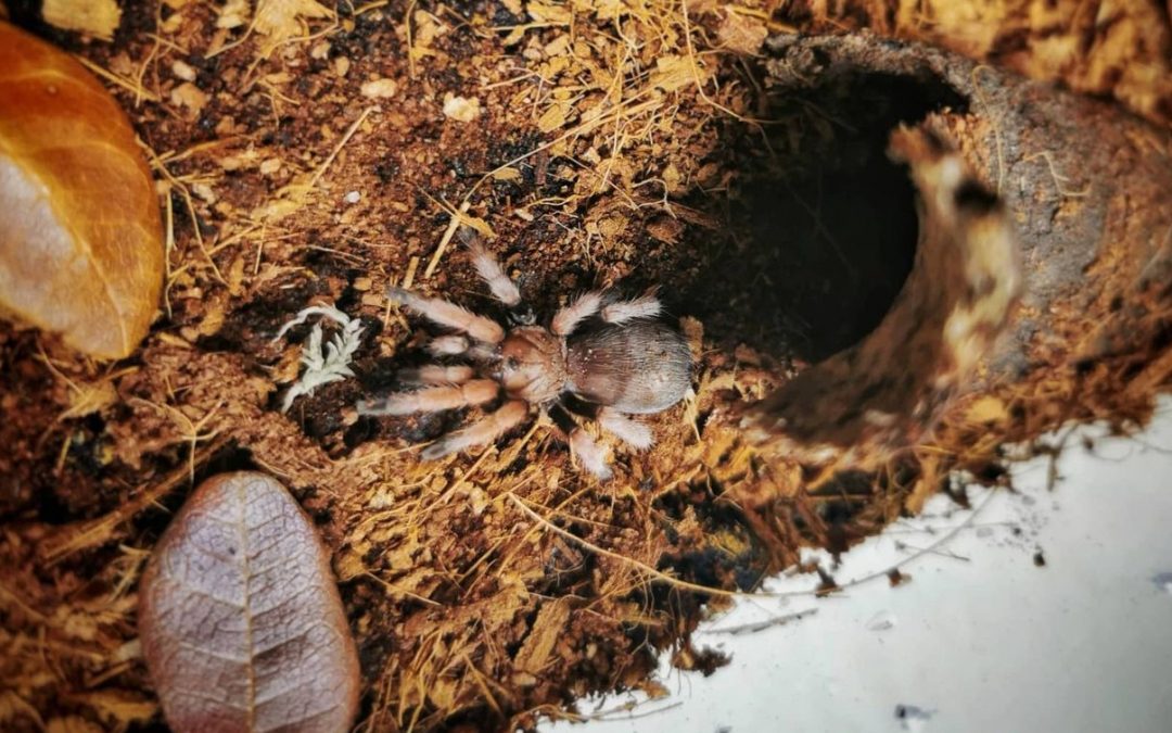 Aphonopelma bicoloratum