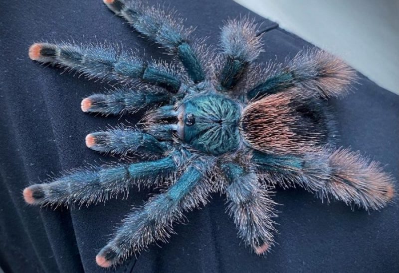 Avicularia avicularia Tarantula Farm