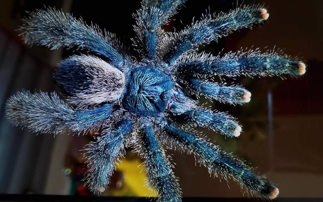 Avicularia avicularia