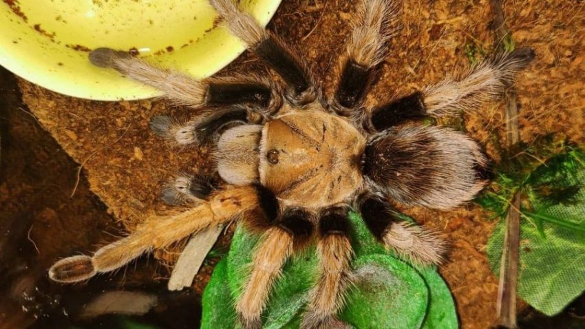 Aphonopelma chalcodes