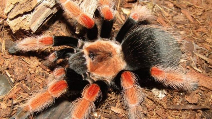 Brachypelma boehmei