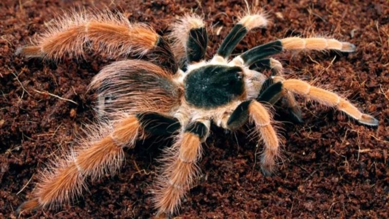 Megaphobema robustum