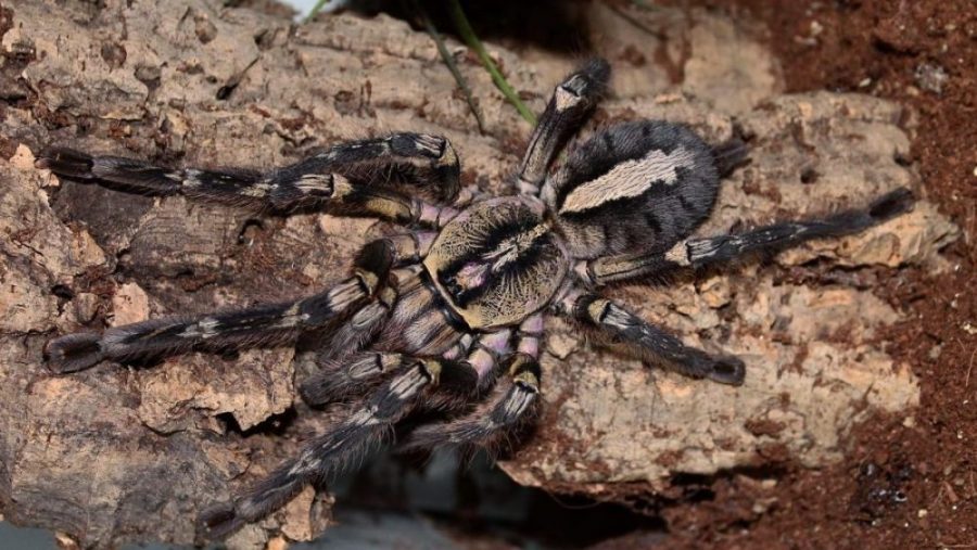 Poecilotheria ornata