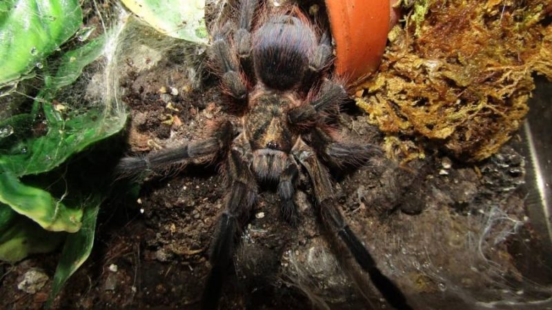 Phormictopus auratus