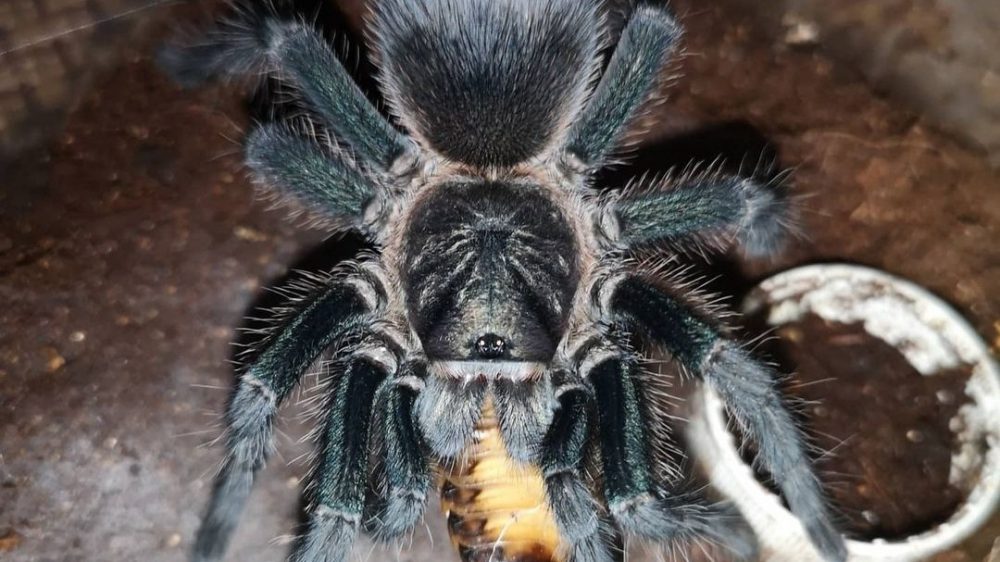 Phormictopus sp. Green/Green Femur