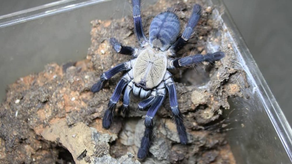 Cyriopagopus sp. Hati Hati
