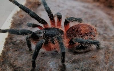 10 kedvenc tarantulám