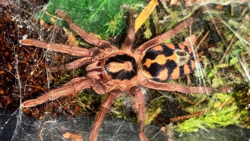 Hapolopus sp. Colombia