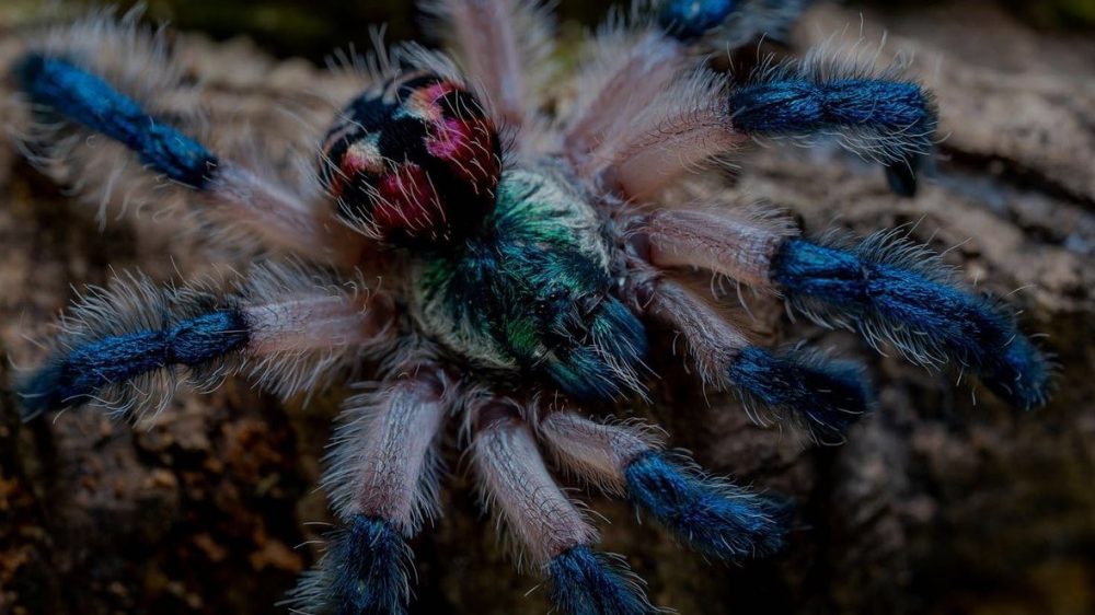 Typhoclaena seladonia