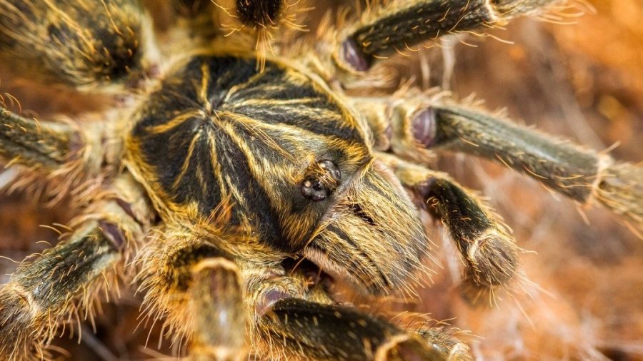 Augacephalus ezendami