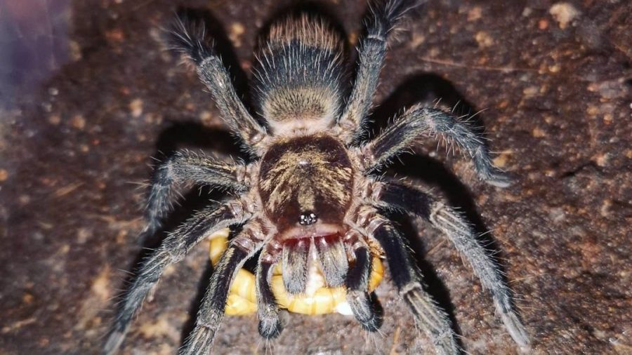 Thrixopelma pruriens