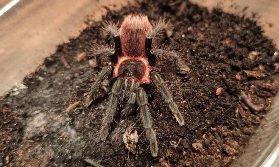Grammostola actaeon