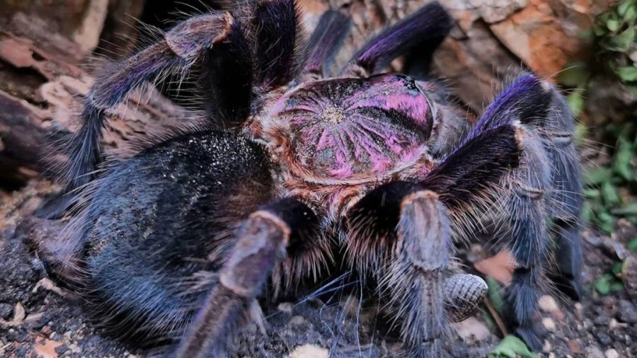 Phormictopus sp. Dominican purple