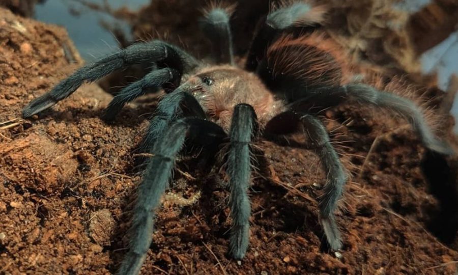 Tliltocatl kahlenbergi