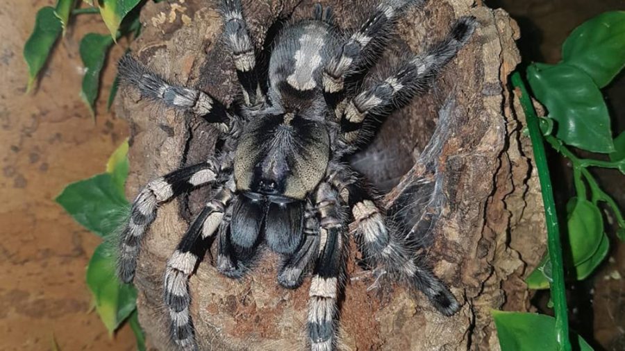 Poecilotheria tigrinwesseli