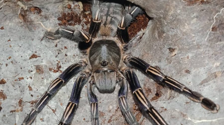 Cyriopagopus albostriatus ratchaburi