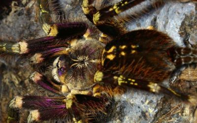 Poecilotheria subfusca