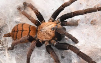 Chilobrachys fimbriatus