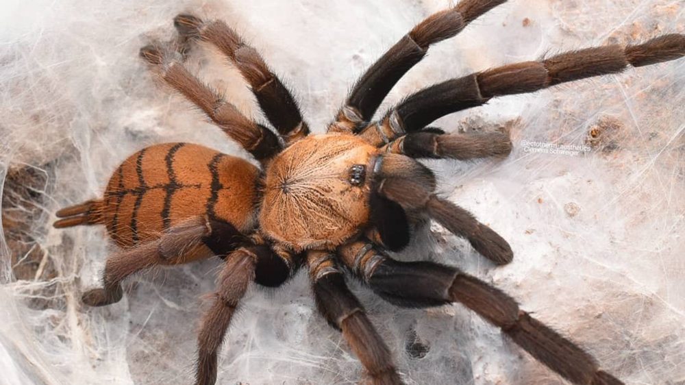 Chilobrachys fimbriatus