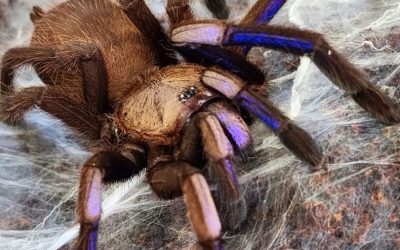 Chilobrachys natanicharum