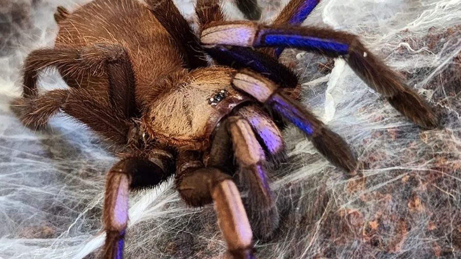 Chilobrachys natanicharum