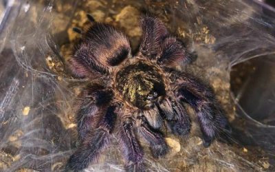 Tapinauchenius rasti