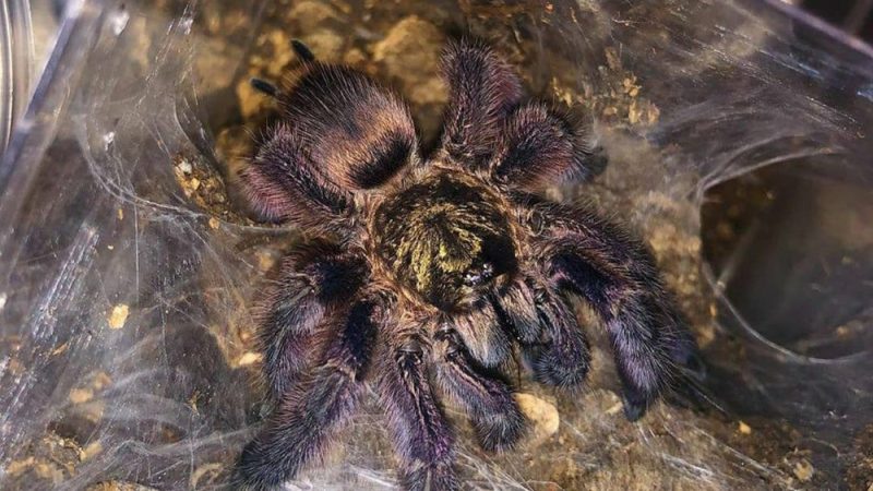 Tapinauchenius rasti