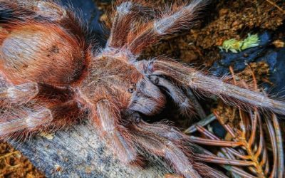 10 tarantula, ami több figyelmet érdemelne
