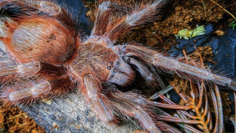 10 tarantula, ami több figyelmet érdemelne