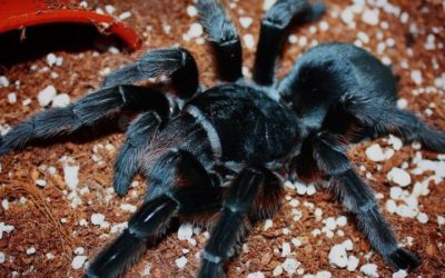 Grammostola alticeps
