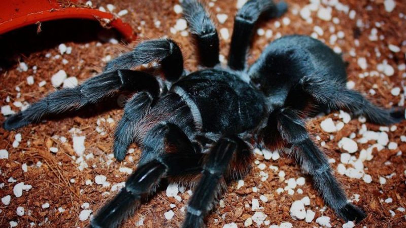 Grammostola alticeps